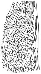 Campylopus kirkii, upper laminal cells and margin. Drawn from Lectotype, L. Boor s.n., Jan. 1888, CHR 564014.
 Image: R.C. Wagstaff © Landcare Research 2018 